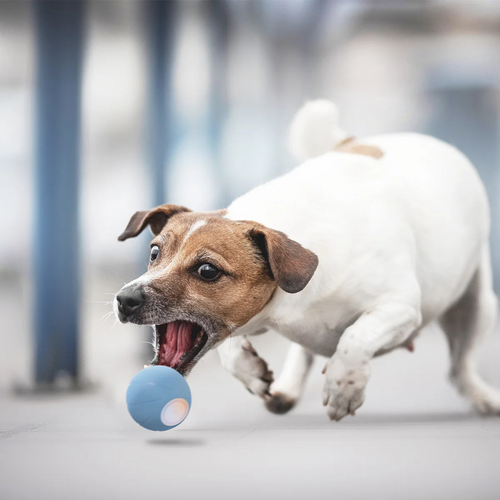OlvysPlays™ Wagglo Smart Dog Ball OlvysBeds™
