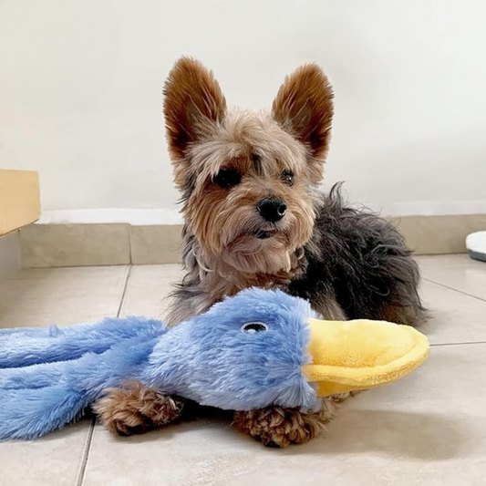 Crinkle Toy for Dogs OlvysBeds™